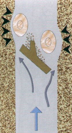 Totholz Gew&auml;ssermitte